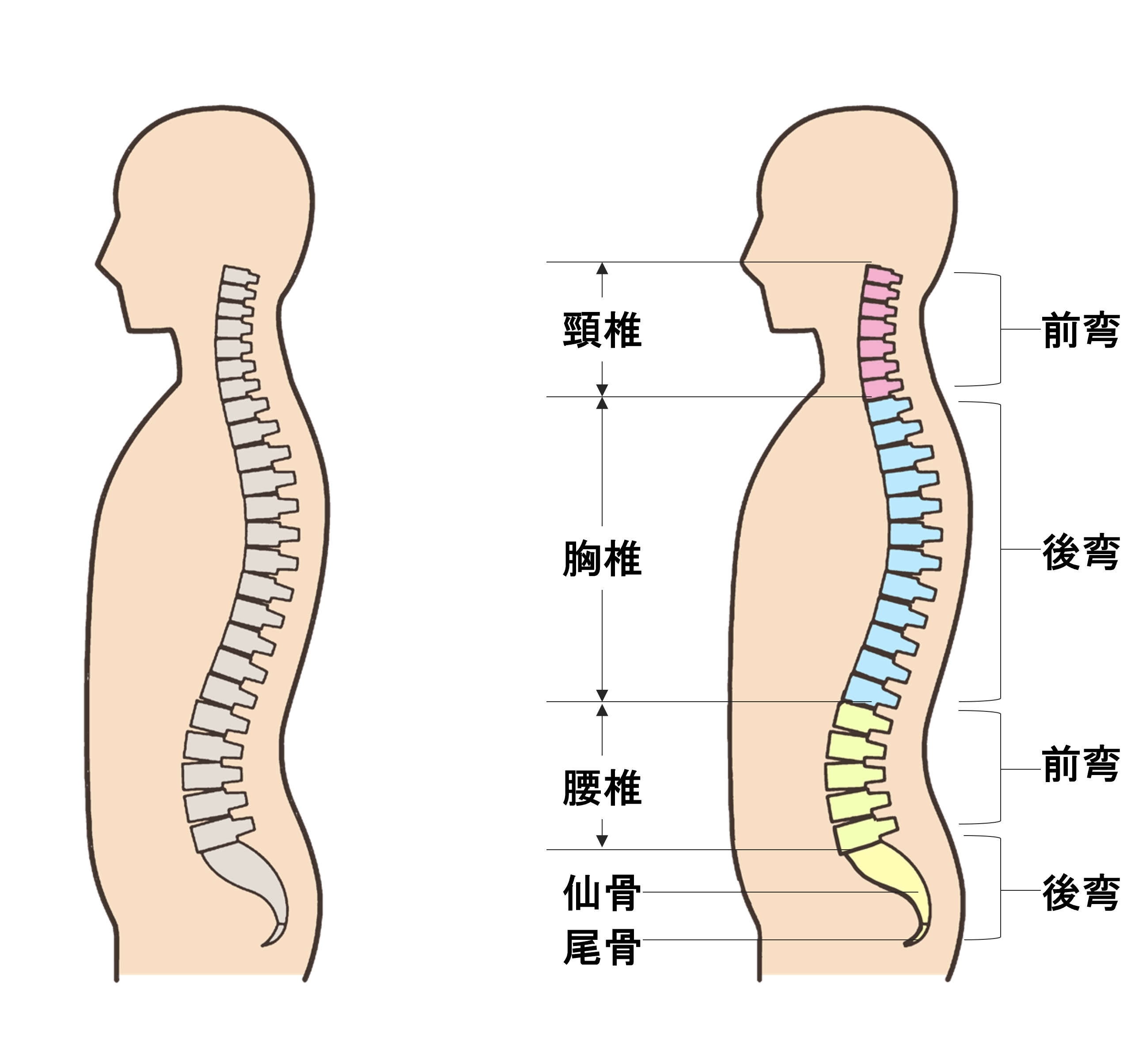 頸椎含めた７つの椎骨のイラスト